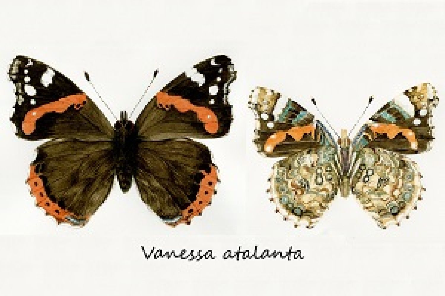 Dibuix d'insectes amb grafit i aquarel·les al Museu Darder Dibuix d'insectes amb grafit i aquarel·les al Museu Darder